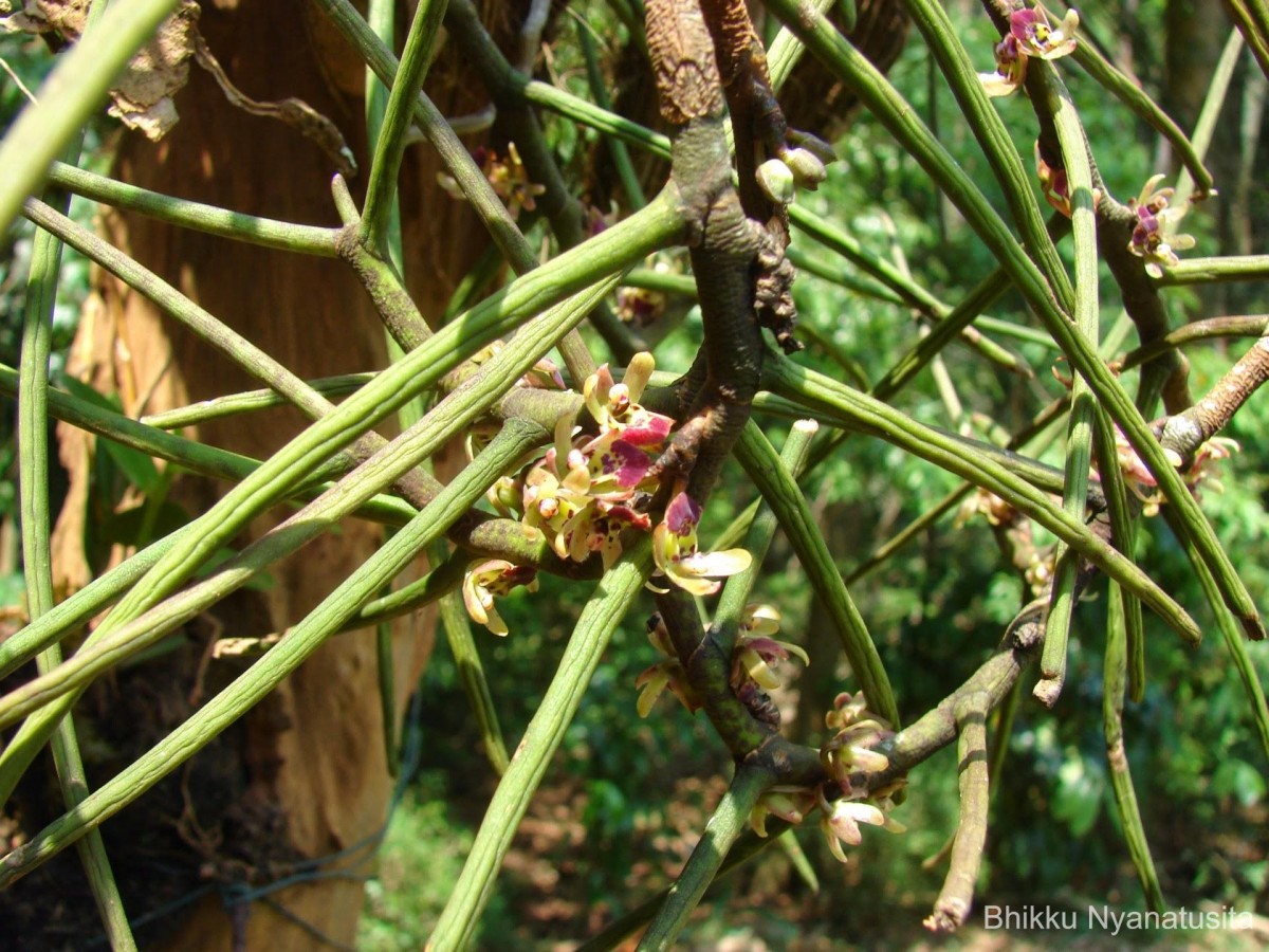 Luisia tristis (G.Forst.) Hook.f.